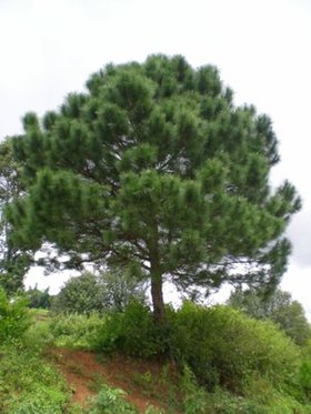 Pinus latteri